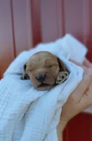 Simba , a male Cockapoo for sale in Lincoln, MO – Photo 4 of 5