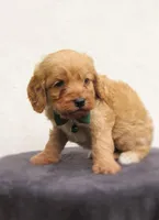 Simba , a male Cockapoo for sale in Lincoln, MO – Photo 3 of 5
