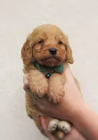 Simba , a male Cockapoo for sale in Lincoln, MO – Photo 2 of 5