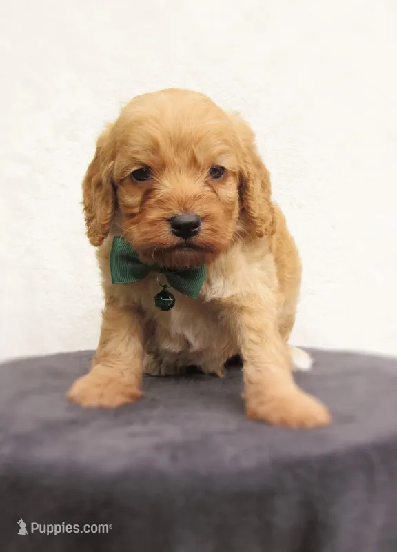 Simba  – Cockapoo puppy for sale in Lincoln, MO