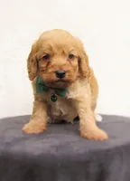 Simba , a male Cockapoo for sale in Lincoln, MO – Photo 1 of 5