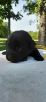 AKC yellow/collar girl, a female Labrador Retriever for sale in Lincoln, MO – 3 of 5