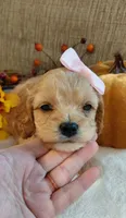 Kate, a female Cavalier King Charles Spaniel and Cockalier for sale in Lincoln, MO – 3 of 6