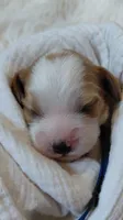Kia, a male Cavalier King Charles Spaniel and Cockalier for sale in Lincoln, MO – 1 of 4