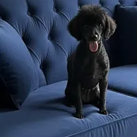 AKC Polly Anna -Possibly Bred, a female Poodle - Toy  for sale in Mobile, AL – Photo 2 of 2