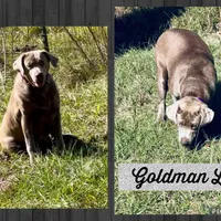 Ember, a female Labrador Retriever for sale in Mobile, AL – 1 of 1