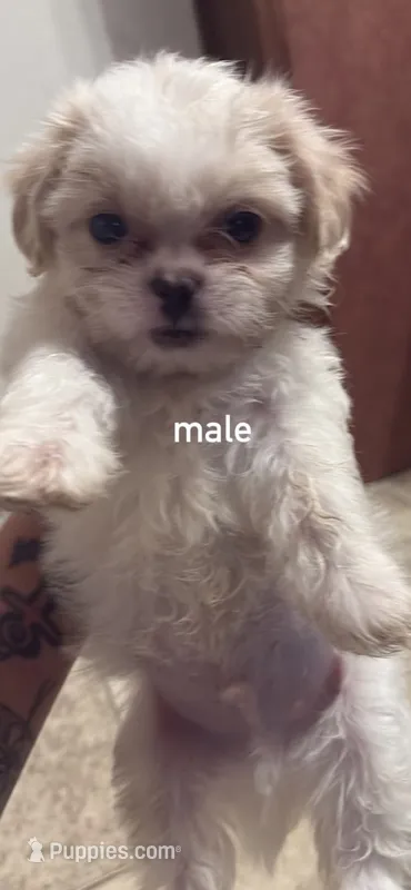 Cream white baby boy  – Shih Tzu puppy for sale in Mobile, AL