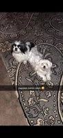 Blue white baby boy, a male Shih Tzu for sale in Mobile, AL – 2 of 2
