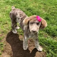 Brown Merle, a female Poodle - Standard  for sale in Mobile, AL – Photo 2 of 2