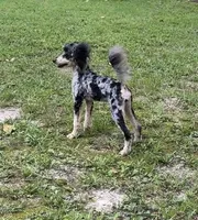 AKC Berry, a female Poodle - Miniature  for sale in Mobile, AL – Photo 2 of 2