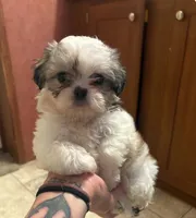 Blue white baby boy, a male Shih Tzu for sale in Mobile, AL – 1 of 2