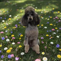 AKC merle phantom, a female Poodle - Miniature  for sale in Mobile, AL – Photo 1 of 2