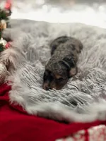 Blue Merle Phantom, a female Poodle - Toy  for sale in Mobile, AL – Photo 3 of 5