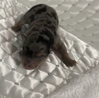 Blue Merle Phantom, a female Poodle - Toy  for sale in Mobile, AL – Photo 5 of 5