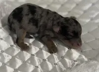 Blue Merle Phantom, a female Poodle - Toy  for sale in Mobile, AL – Photo 4 of 5