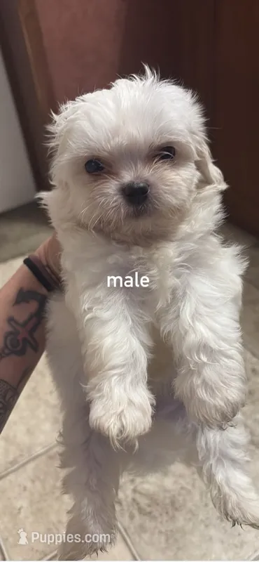 White baby boy – Shih Tzu puppy for sale in Mobile, AL