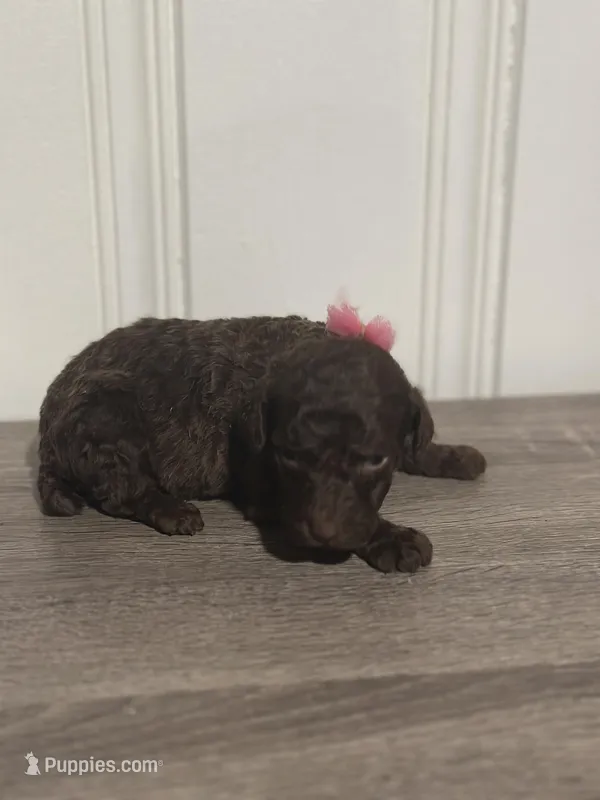 AKC brown/silver beige Ch line