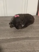 AKC brown/silver beige Ch line, a female Poodle - Standard  for sale in Mobile, AL – Photo 2 of 7