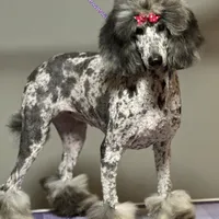 Miami, a female Poodle - Standard  for sale in Mobile, AL – Photo 1 of 2