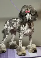 Miami, a female Poodle - Standard  for sale in Mobile, AL – Photo 1 of 2