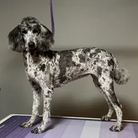 Miami, a female Poodle - Standard  for sale in Mobile, AL – Photo 2 of 2