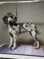 Miami, a female Poodle - Standard  for sale in Mobile, AL – Photo 2 of 2