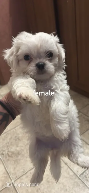 White baby girl – Shih Tzu puppy for sale in Mobile, AL