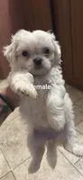 White baby girl, a female Shih Tzu for sale in Mobile, AL – 1 of 2