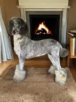 AKC Blue Merle -ch lines, a female Poodle - Standard  for sale in Mobile, AL – Photo 7 of 7