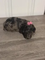 AKC Blue Merle -ch lines, a female Poodle - Standard  for sale in Mobile, AL – Photo 2 of 7