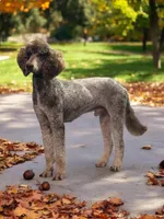 AKC Blue Merle -ch lines, a female Poodle - Standard  for sale in Mobile, AL – Photo 5 of 7