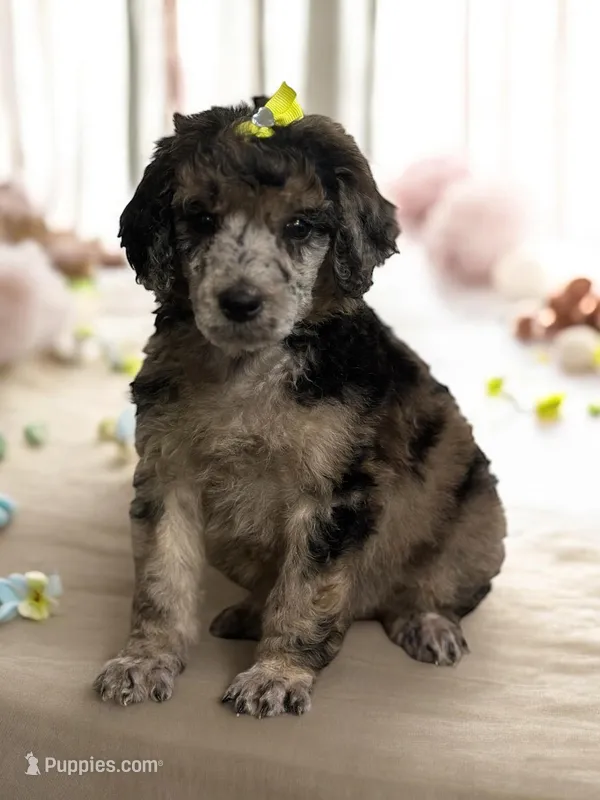 AKC Blue Merle -ch lines