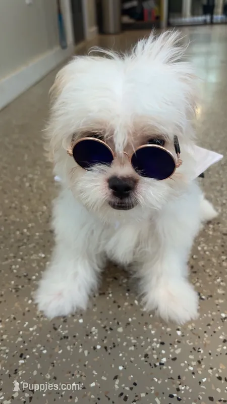 Cream white baby boy  – Shih Tzu puppy for sale in Mobile, AL