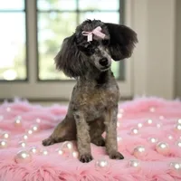 Jolly, a female Poodle - Toy  for sale in Mobile, AL – Photo 2 of 2