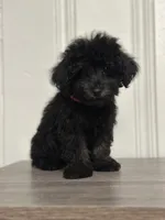 3.8 lb Tiny toy, a female Poodle - Toy  for sale in Mobile, AL – Photo 3 of 3