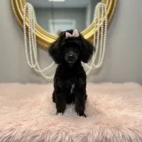 3.8 lb Tiny toy, a female Poodle - Toy  for sale in Mobile, AL – Photo 2 of 3