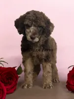 AKC Brown Merle, a male Poodle - Standard  for sale in Mobile, AL – Photo 1 of 8