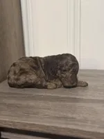 AKC Brown Merle, a male Poodle - Standard  for sale in Mobile, AL – Photo 2 of 8