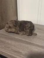 AKC Brown Merle, a male Poodle - Standard  for sale in Mobile, AL – Photo 3 of 8