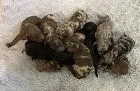 AKC Brown Merle, a male Poodle - Standard  for sale in Mobile, AL – Photo 5 of 8