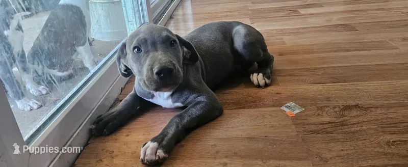 NPC – American Pit Bull Terrier puppy for sale in Houston, TX