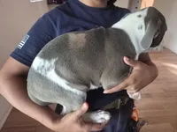 Spot, a male American Pit Bull Terrier for sale in Houston, TX – 2 of 4