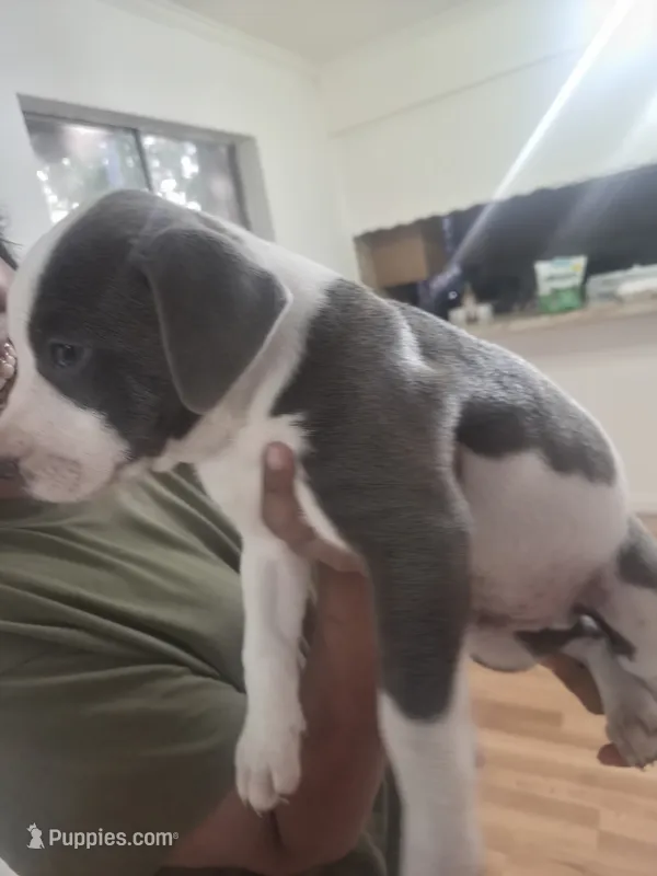 Biggie – American Pit Bull Terrier puppy for sale in Houston, TX
