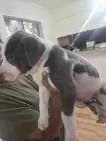 Biggie, a male American Pit Bull Terrier for sale in Houston, TX – 2 of 4