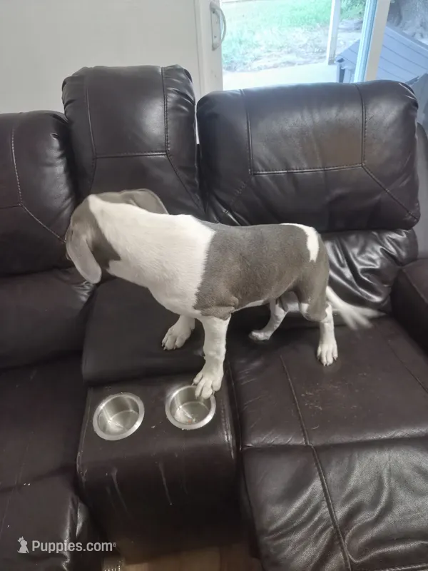 Lady – American Staffordshire Terrier puppy for sale in Houston, TX