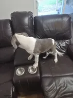 Lady, a female American Staffordshire Terrier for sale in Houston, TX – 1 of 1
