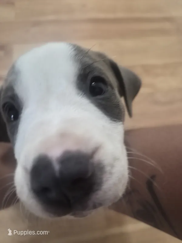 Biggie – American Pit Bull Terrier puppy for sale in Houston, TX