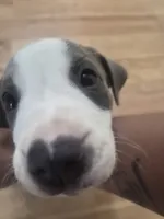 Biggie, a male American Pit Bull Terrier for sale in Houston, TX – 1 of 4