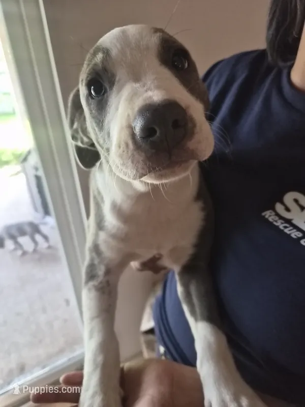 Spot – American Pit Bull Terrier puppy for sale in Houston, TX