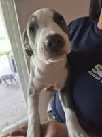 Spot, a male American Pit Bull Terrier for sale in Houston, TX – 1 of 4